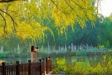 足球文字比分直播-足球文字比分直播，绿茵场上的实时心跳与激情传递